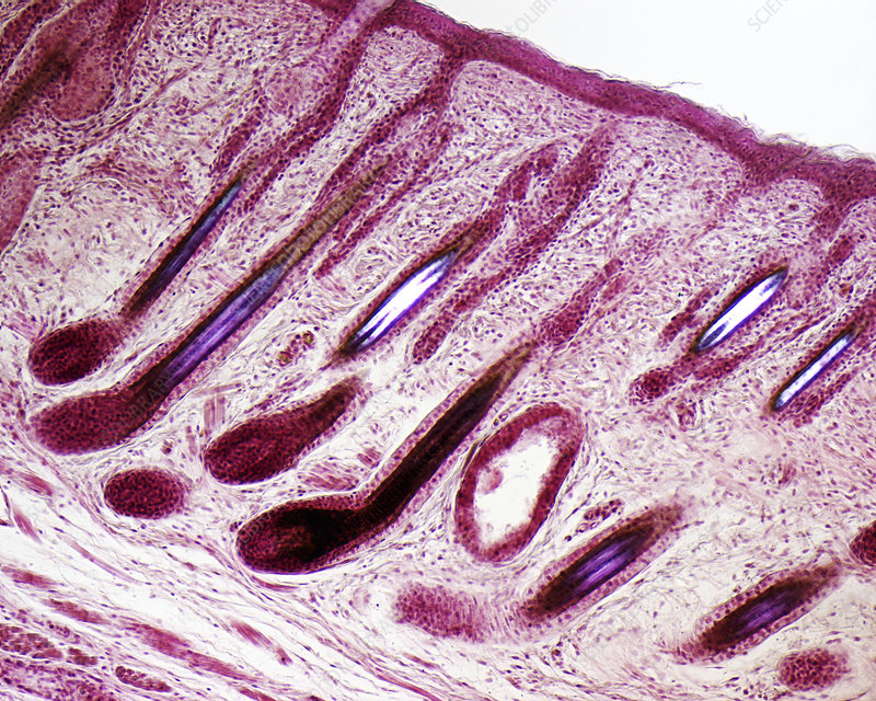 Module 2: Histology (c)