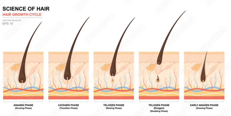 Module 2 &ndash; Histology (a,b)