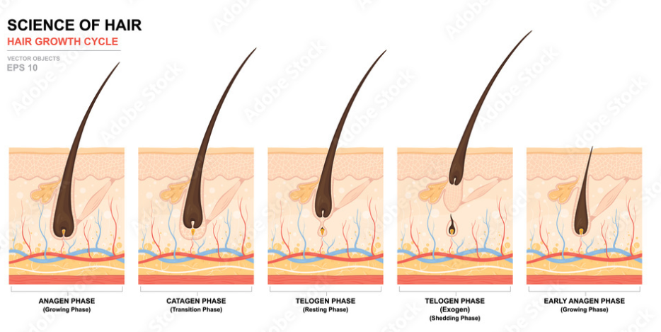 Module 2 - Histology (a,b)